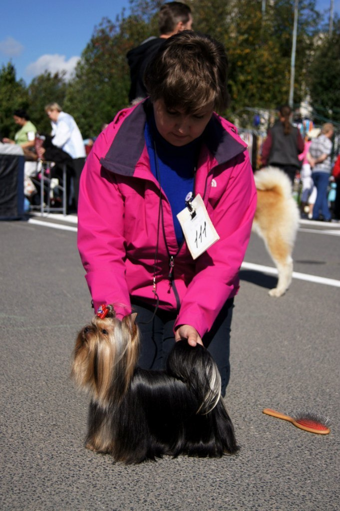 Xcalibr Stribrne Prani. Питомник Йоркширских терьеров Дэнстайл в Санкт-Петербурге заводчик Тих