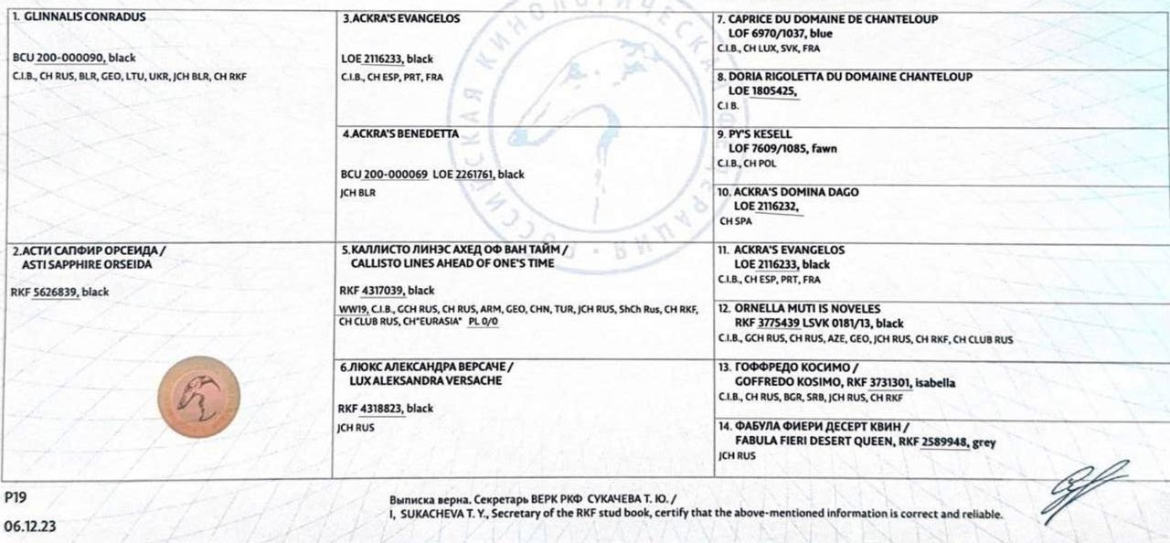 Asti Sapphire Esmeralda La Bella. Профессиональный питомник левреток РКФ/FCI ASTI SAPPHIRE 💎 Сочи|Санкт-Петербург