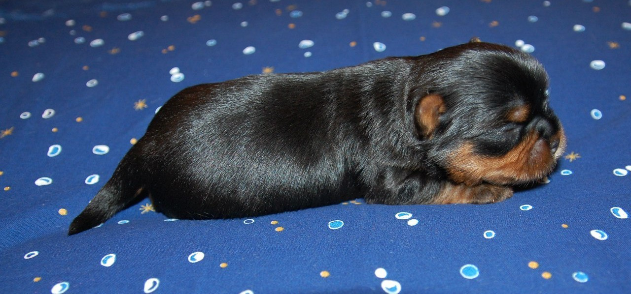 Дэнстайл Хуч. Питомник Йоркширских терьеров Дэнстайл в Санкт-Петербурге заводчик Тих