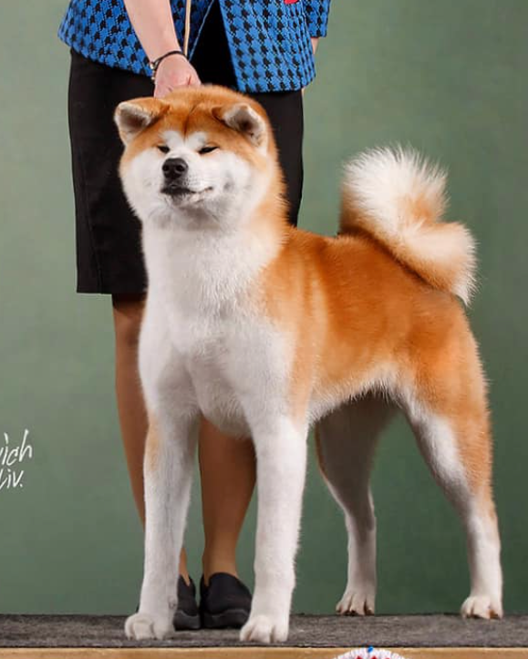 Female. Kennel Akita inu