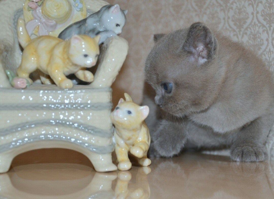 Котёнок американской бурмы. Las Burmas — питомник американской бурмы традиционных линий