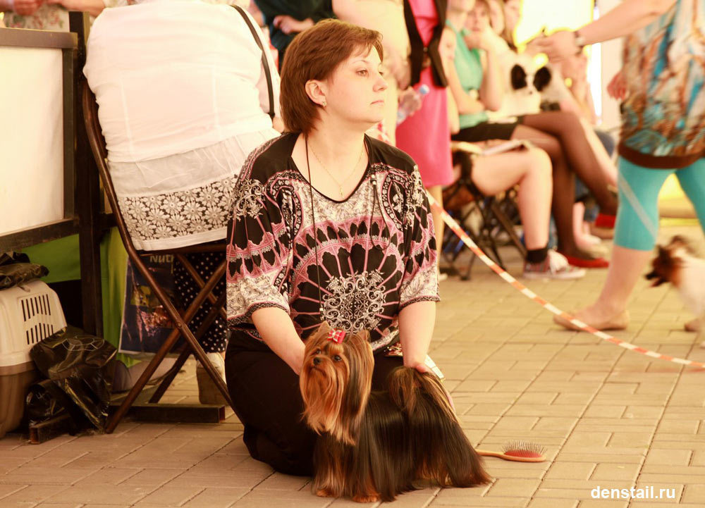 2015 г Результаты выставок. Питомник Йоркширских терьеров Дэнстайл в Санкт-Петербурге заводчик Тих