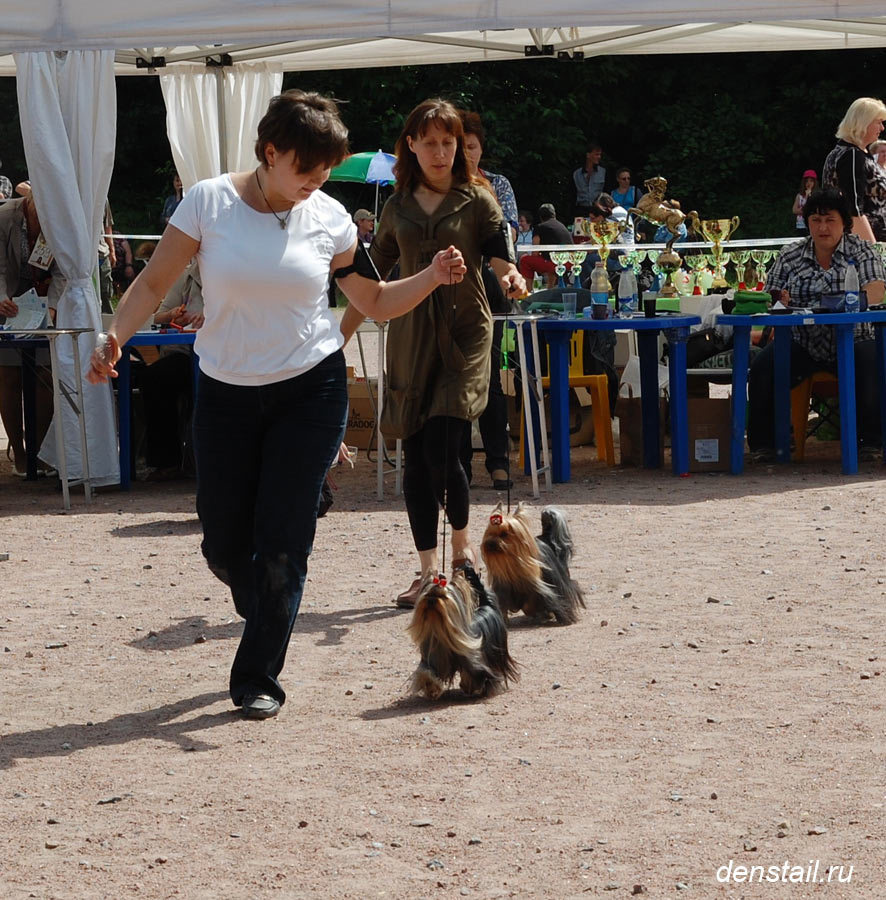 2014 г Результаты выставок. Питомник Йоркширских терьеров Дэнстайл в Санкт-Петербурге заводчик Тих