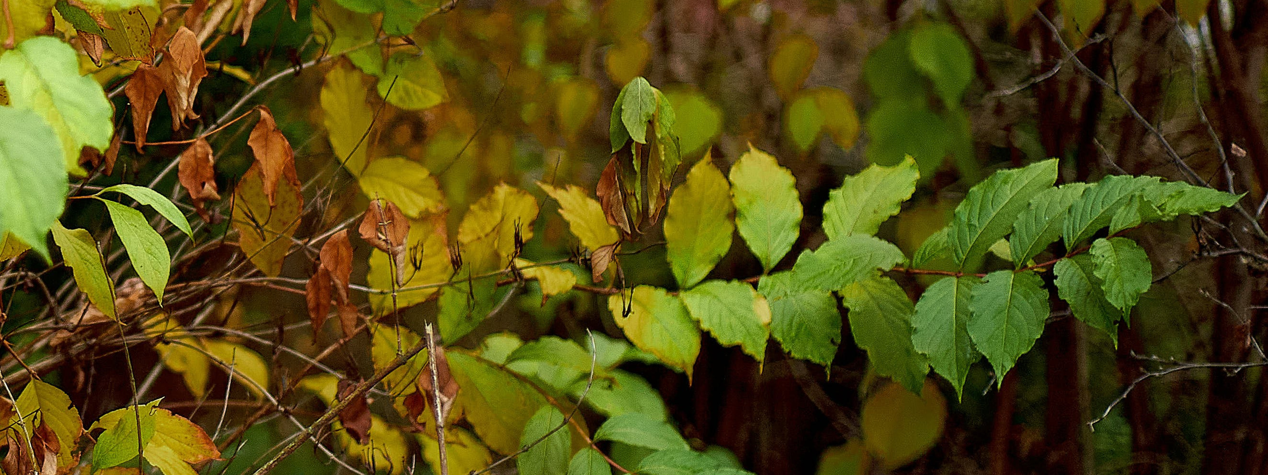 Autumn isn’t about endings. Reportage event photographer in Moscow Alexander Gladkiy