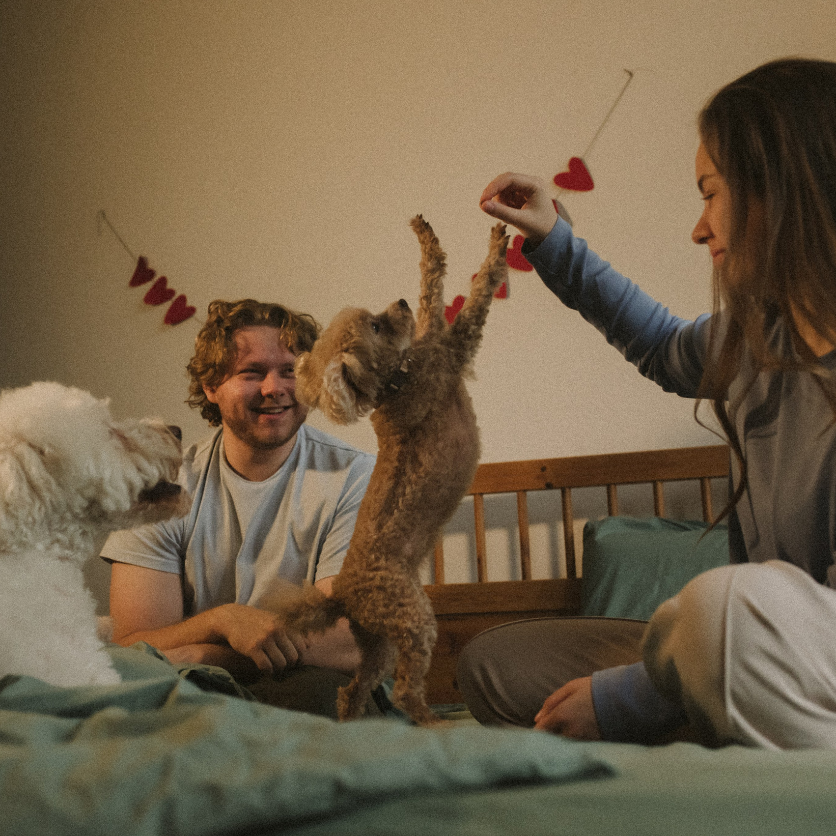Фотограф анималист в Москве Ольга Агушева