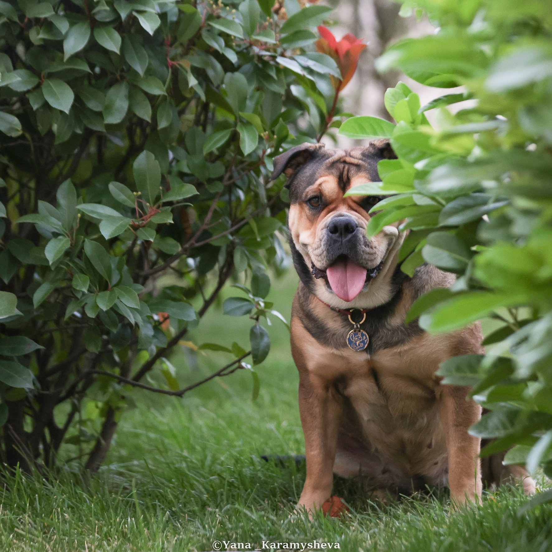 Контакты. Yana Karamysheva Animal Photo