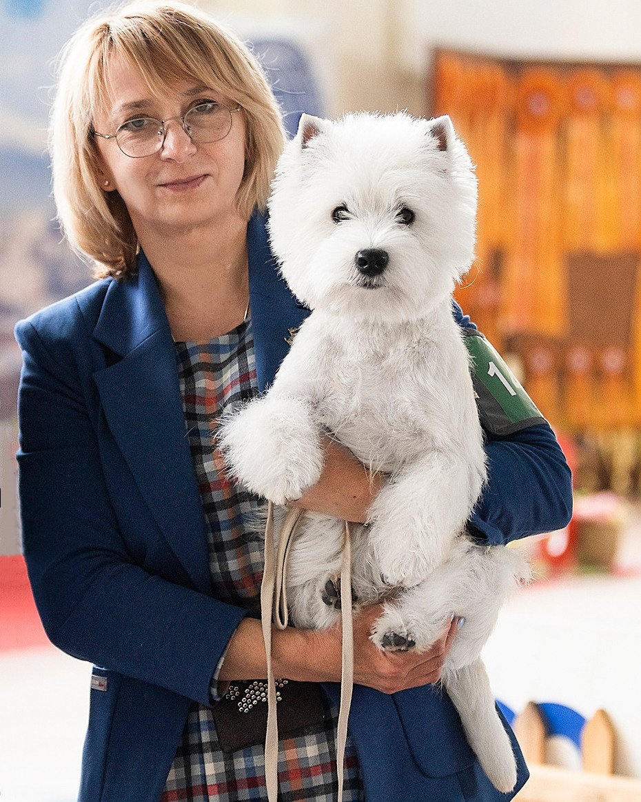 Собаки питомника. Питомник собак породы вест хайленд вайт терьер в Москве
