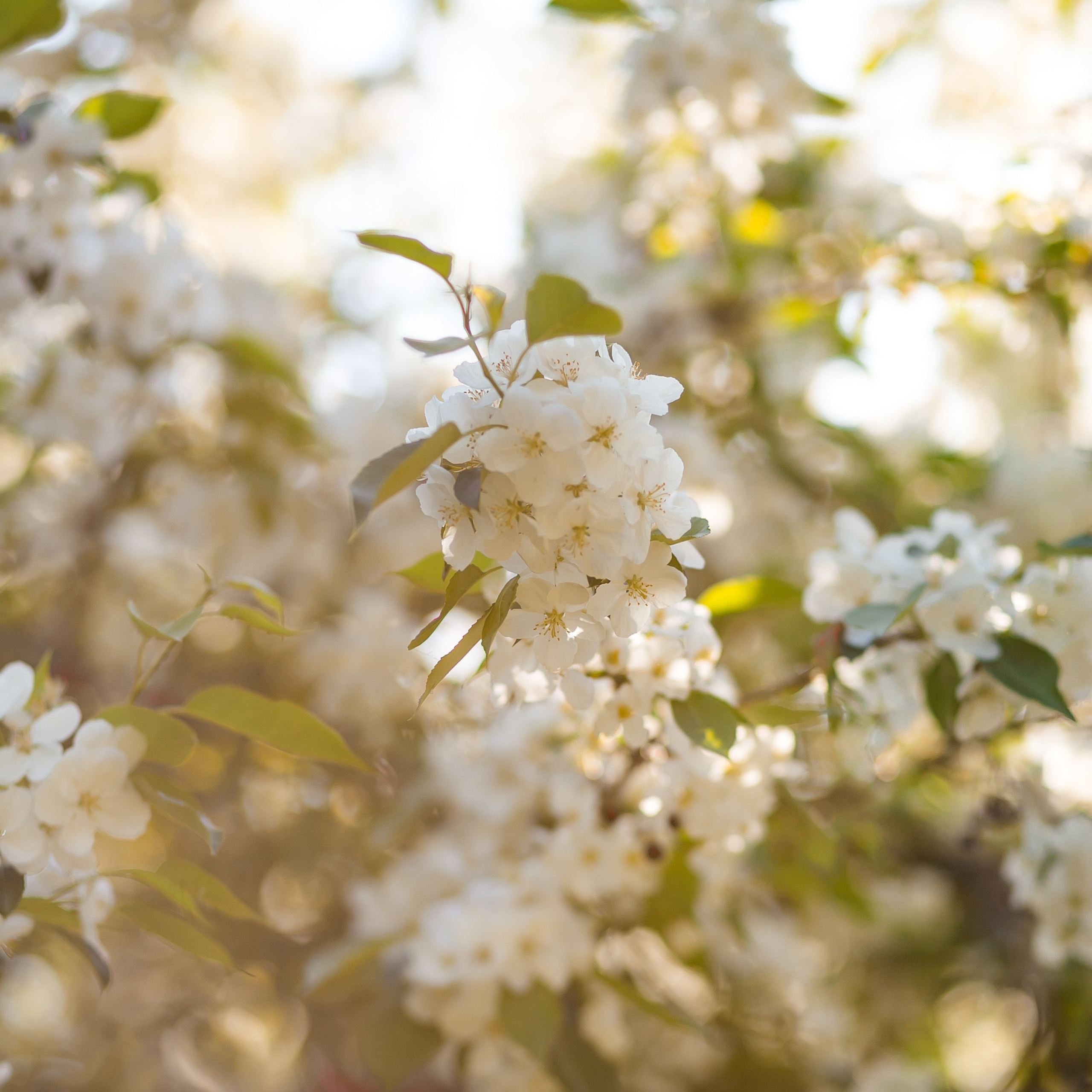 Прайс. Фотограф в  г. Новосибирск