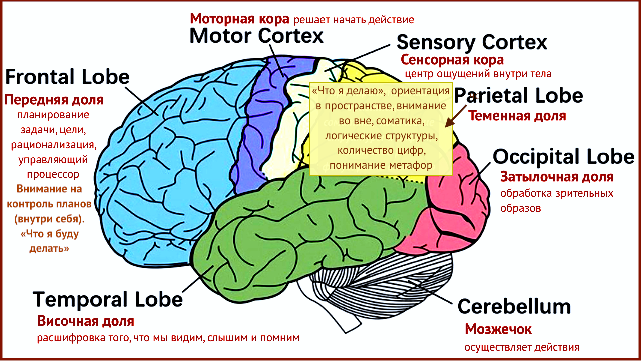 Мозг принимает решение за нас. Мысли вне сознания. Гид и фотограф в Валенсии Новиков Михаил