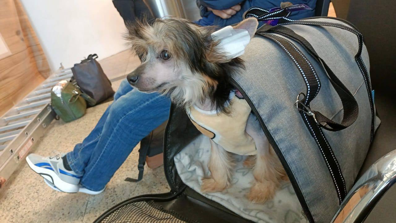 Fedor (Laisan Island Franklin) — New Home!. Chinese Crested Dog: Buy a Puppy from a Kennel