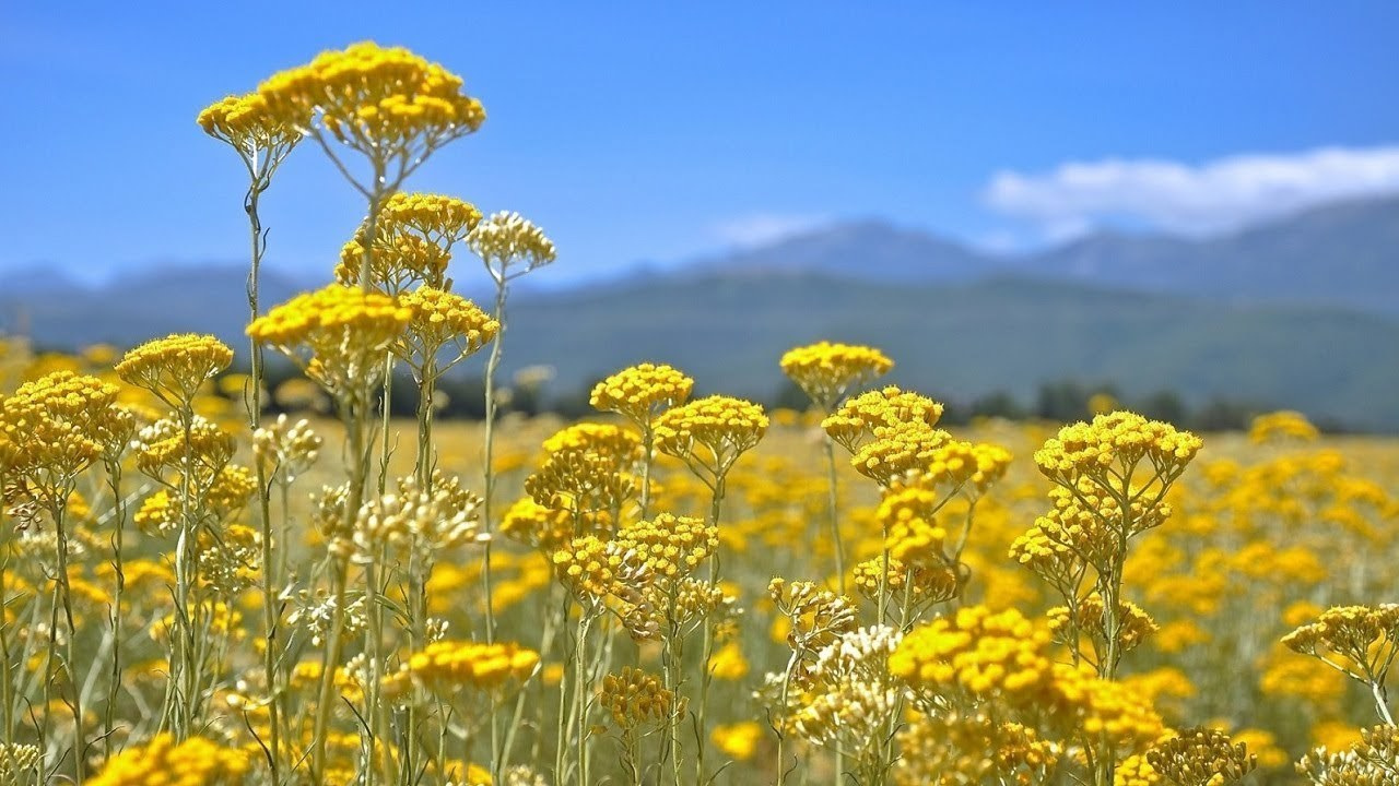 Способы и правила применения эфирных масел. VDAO.RU — исцеляющие практики