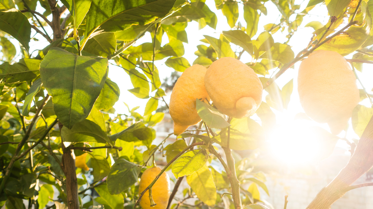 Эфирное масло Лимона/lemon. VDAO.RU — исцеляющие практики