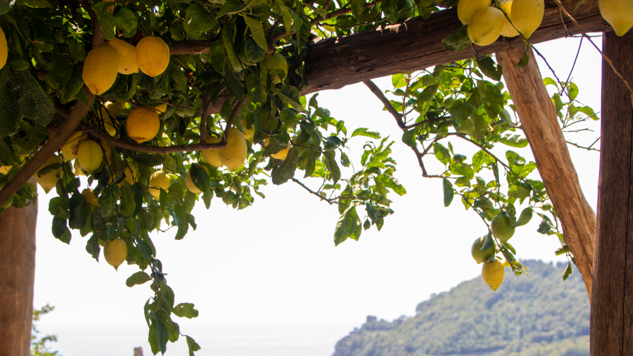 Эфирное масло Лимона/lemon. VDAO.RU — исцеляющие практики