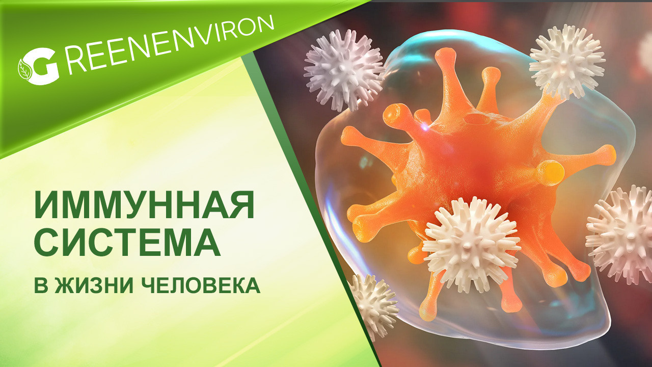 Иммунная система в жизни человека