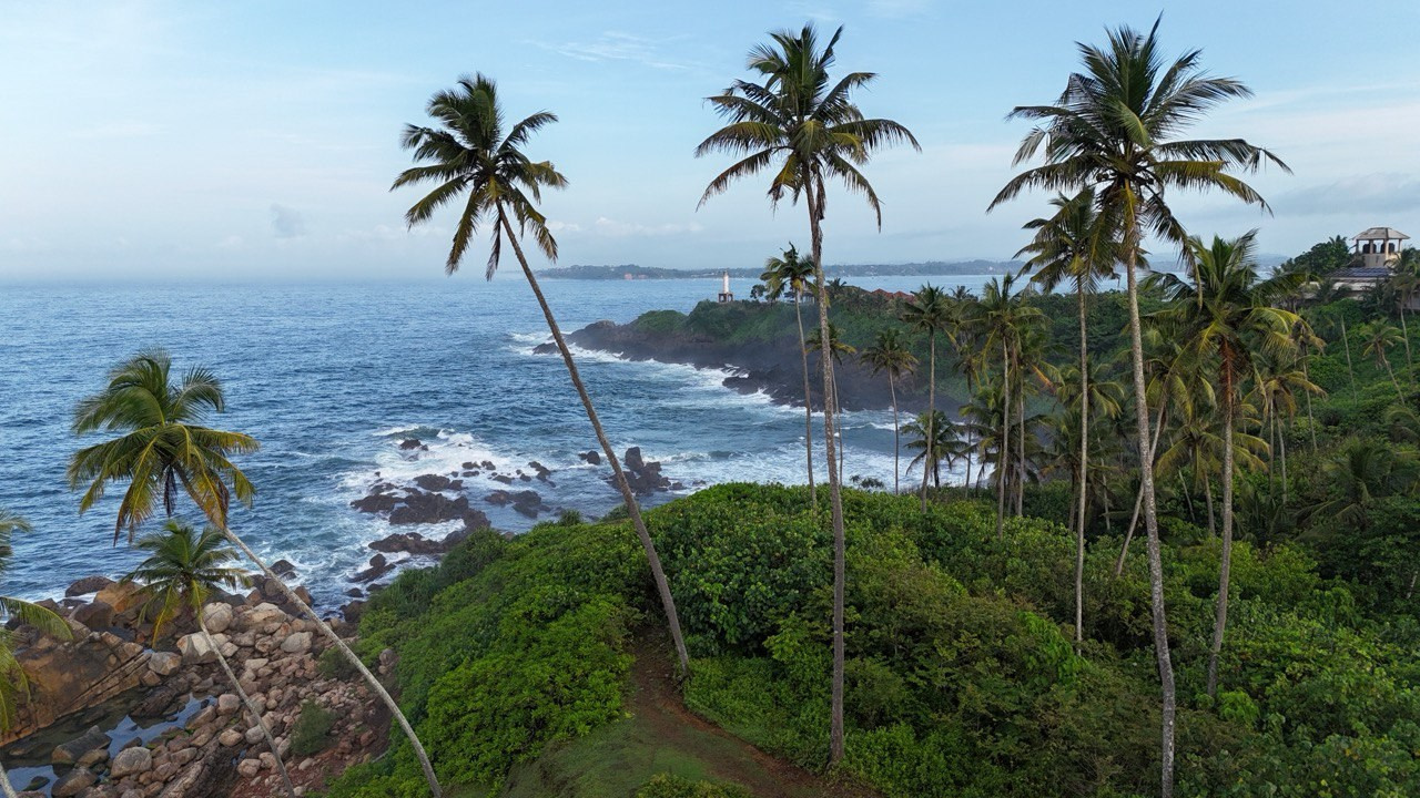 palm trees by the ocean