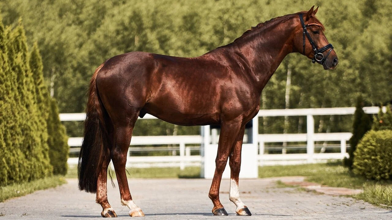 Цены. Фотосессии с лошадьми в Москве, Новосибирске