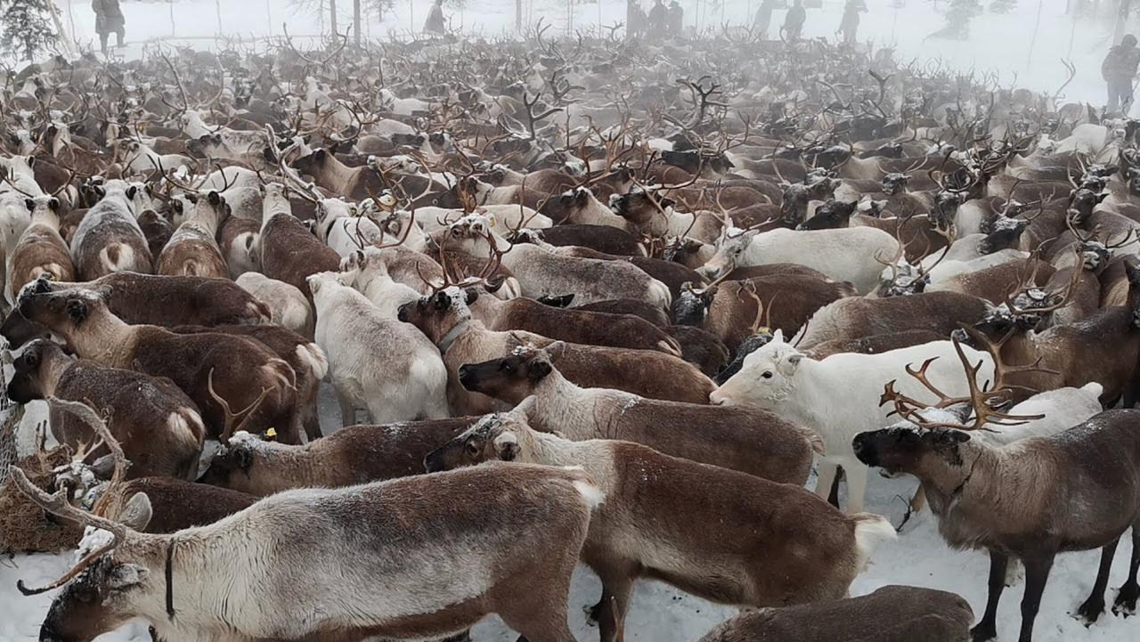 Фототур к северным оленям и саамам. 5–9 марта