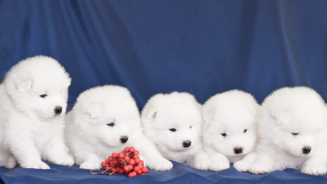 Родители / Щенки. Самоед Новосибирск