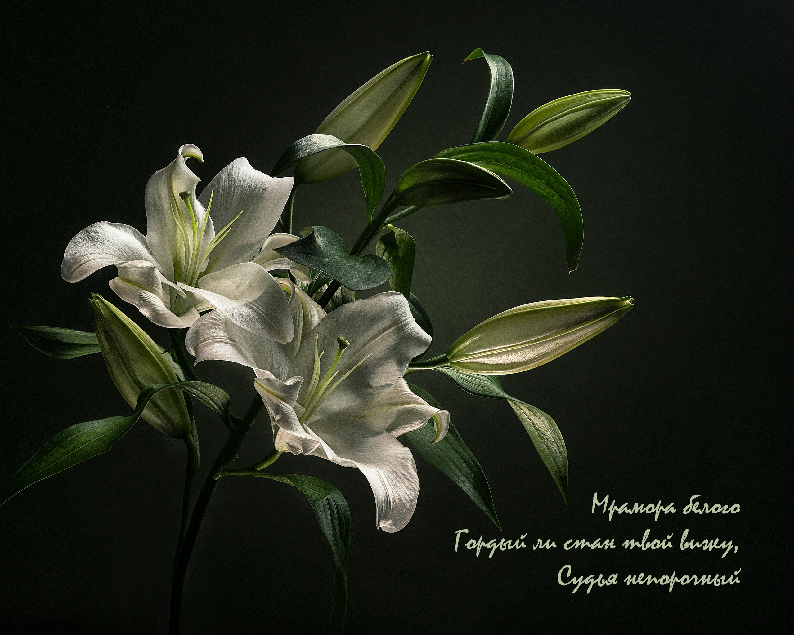 Фотопроект «Primavera». Портретный фотограф в Челябинске Катерина Руди