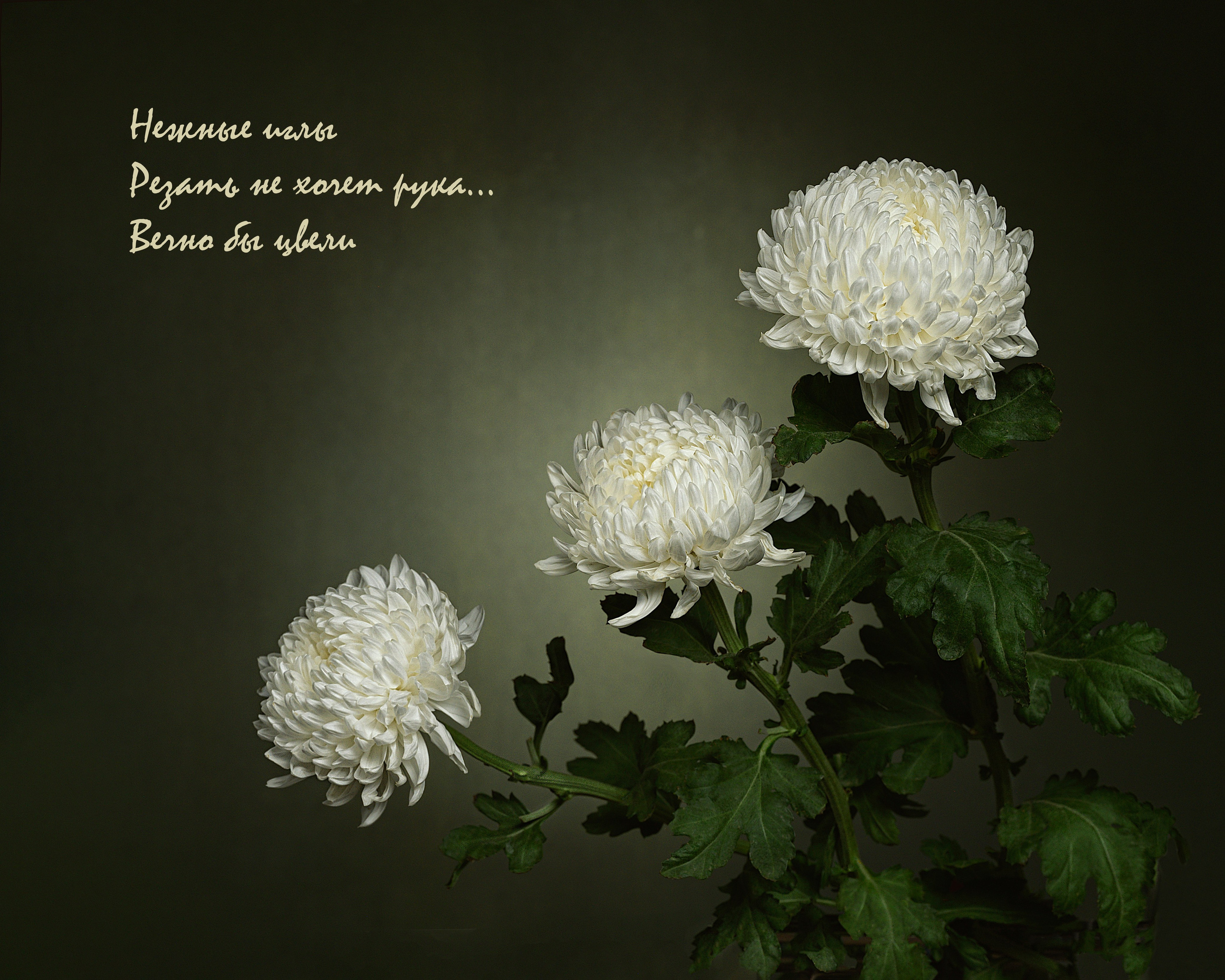 Фотопроект «Primavera». Портретный фотограф в Челябинске Катерина Руди