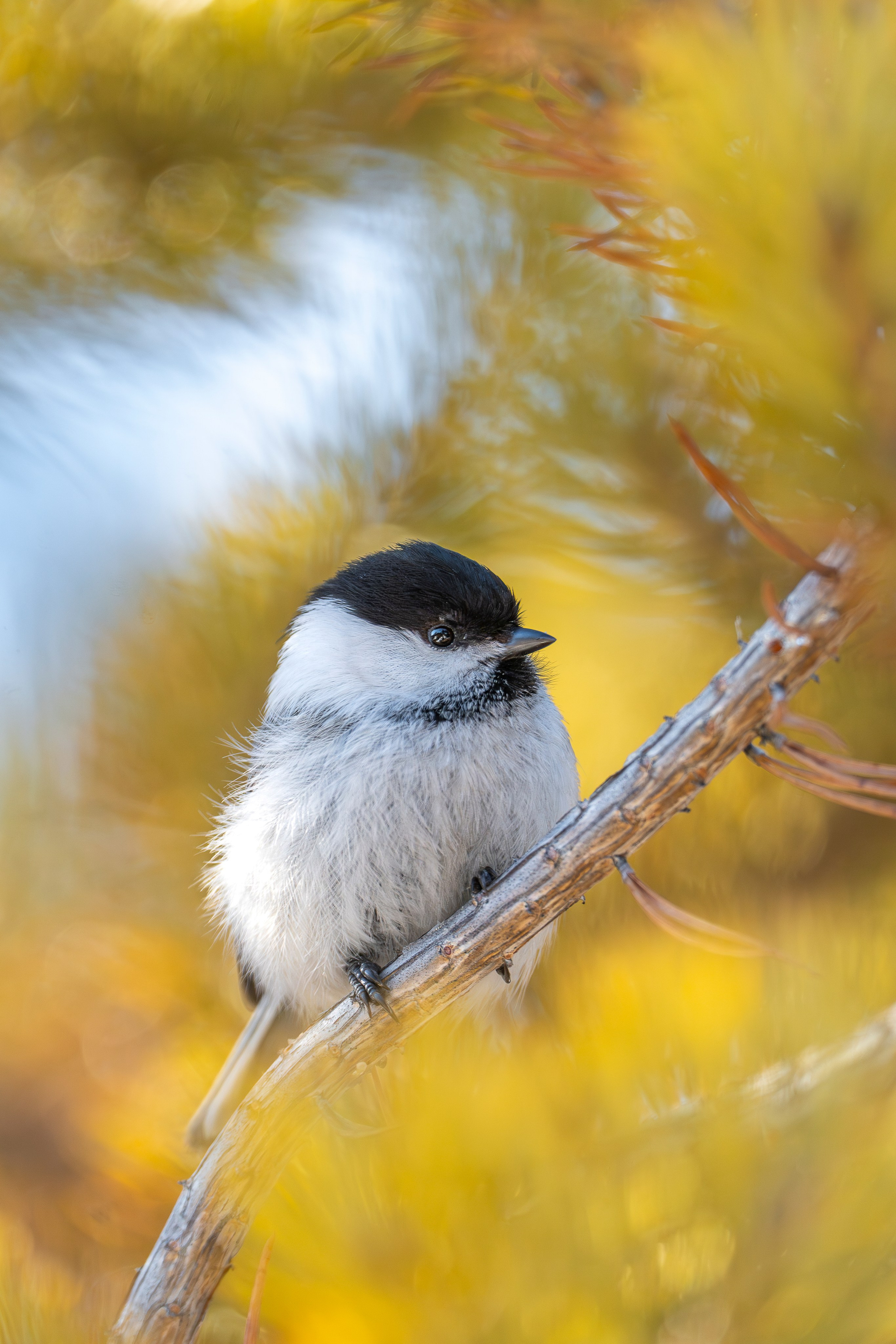 Фотограф Лубсан Чагдуров