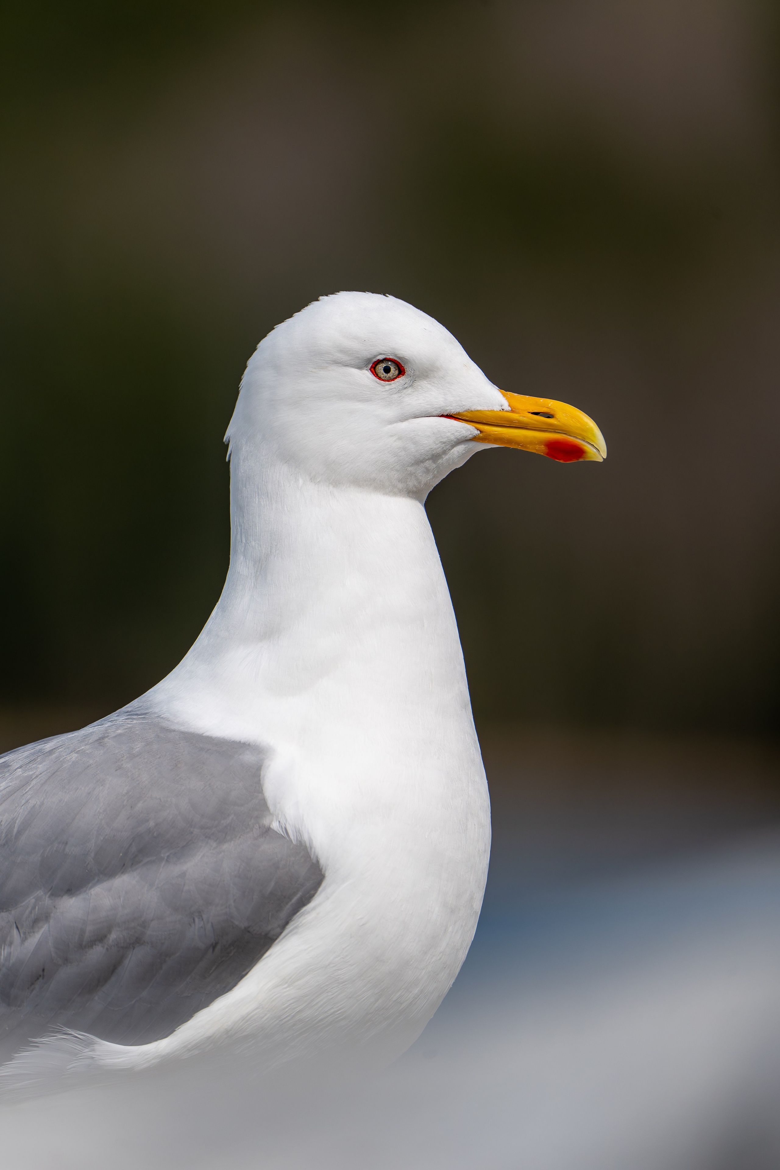 Фотограф Лубсан Чагдуров