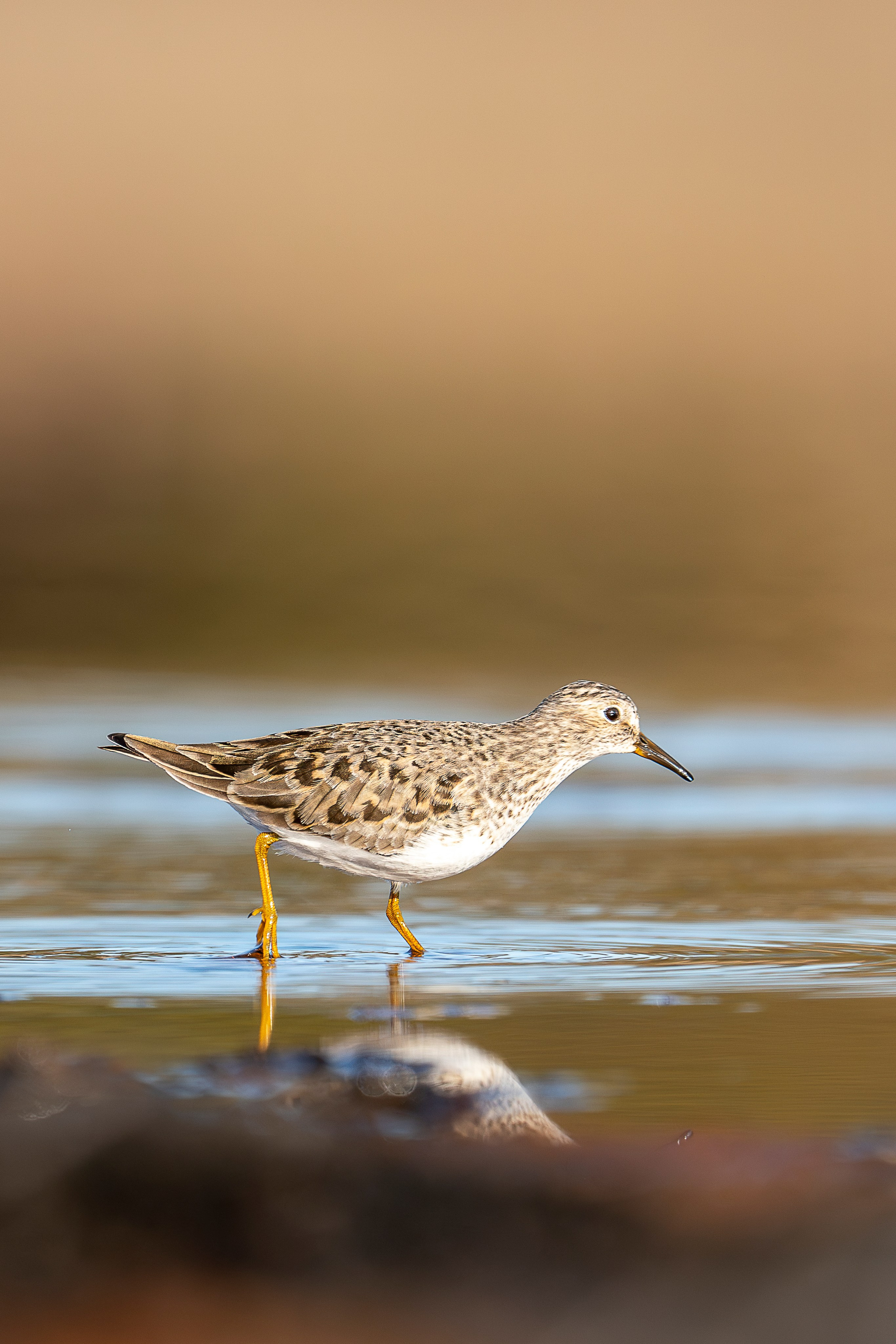 Фотограф Лубсан Чагдуров