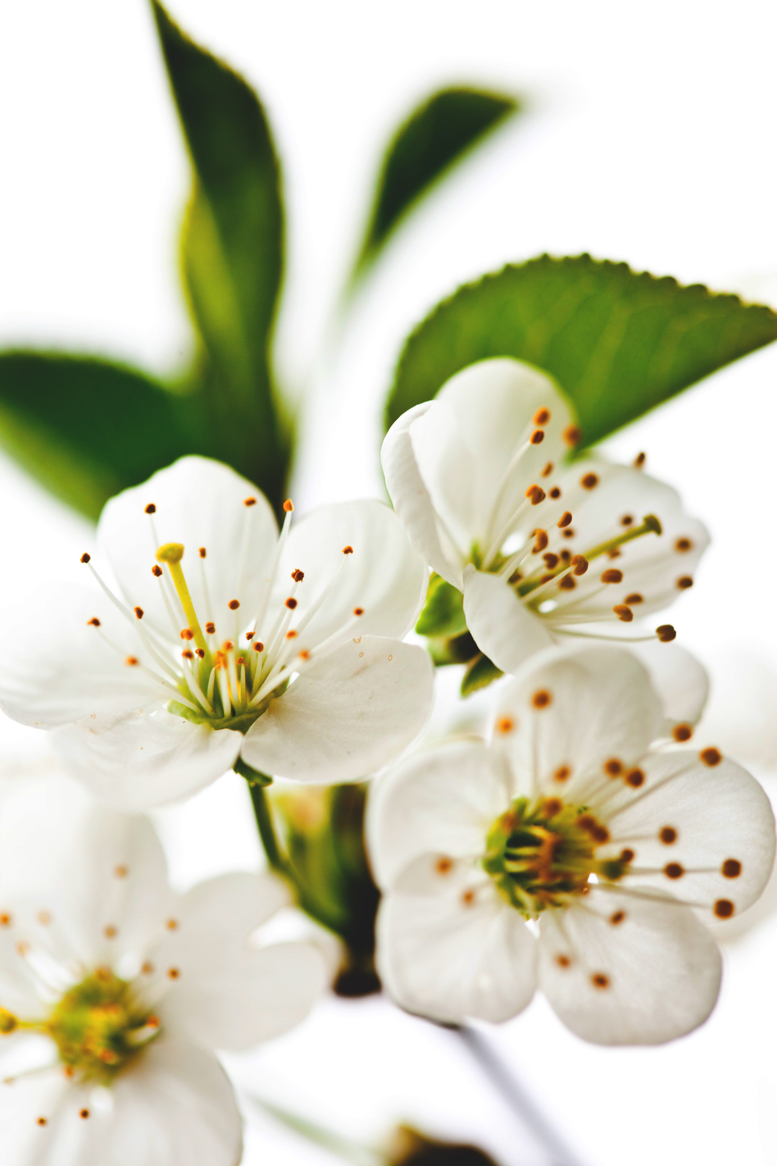 Предметная съемка. Фотограф Михаил Коган — Москва 89267284460