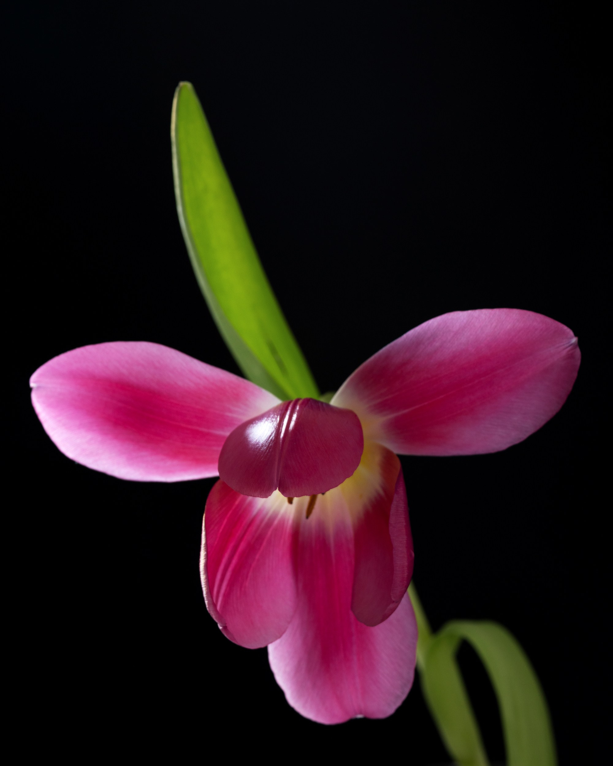 Floral Portraits. Author’s fine art prints with international delivery