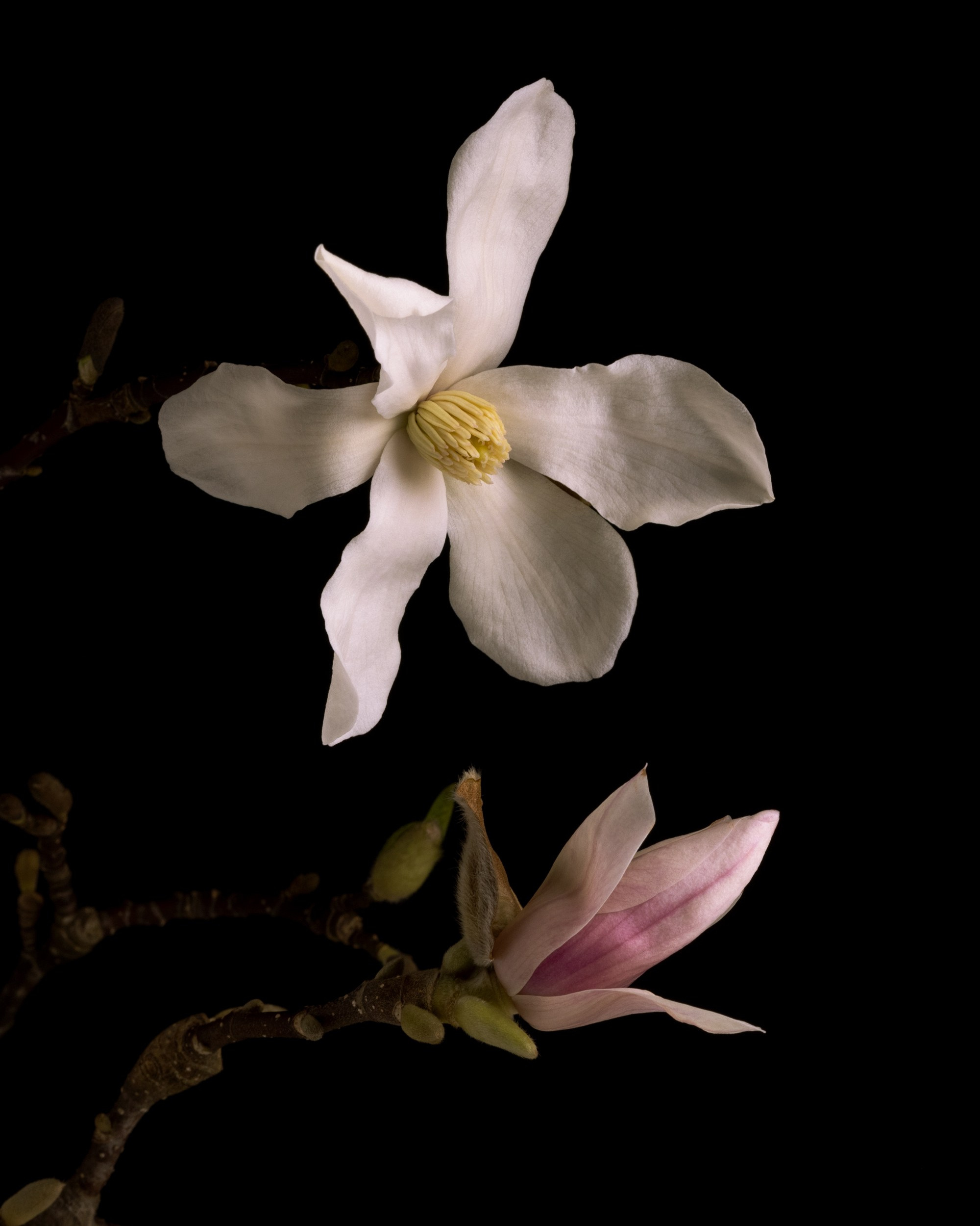 Floral Portraits. Author’s fine art prints with international delivery