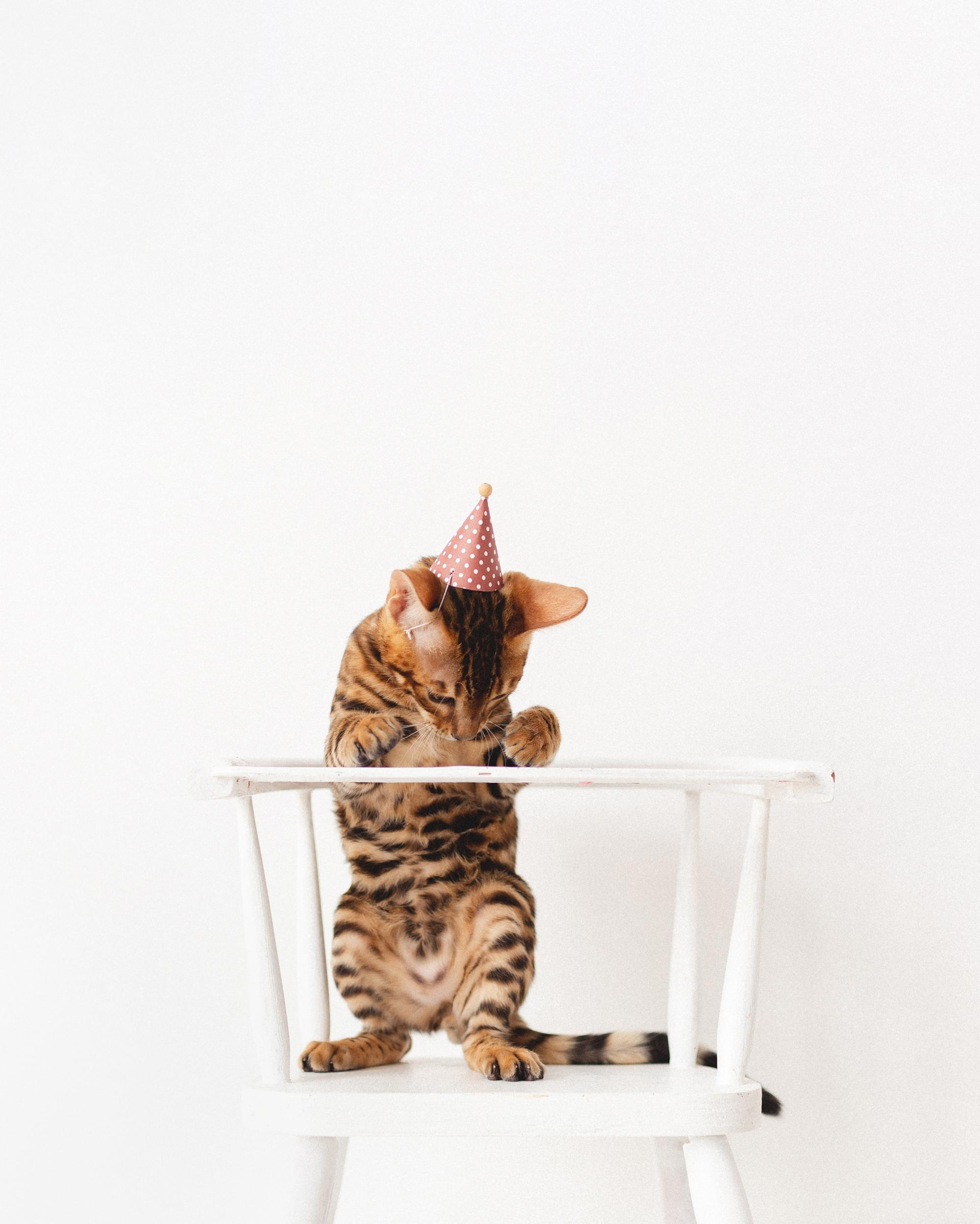 Котёнок как ребёнок. Фотосессия для Саймона. Фотограф новорожденных , семейный и детский фотограф в Пскове Иванова