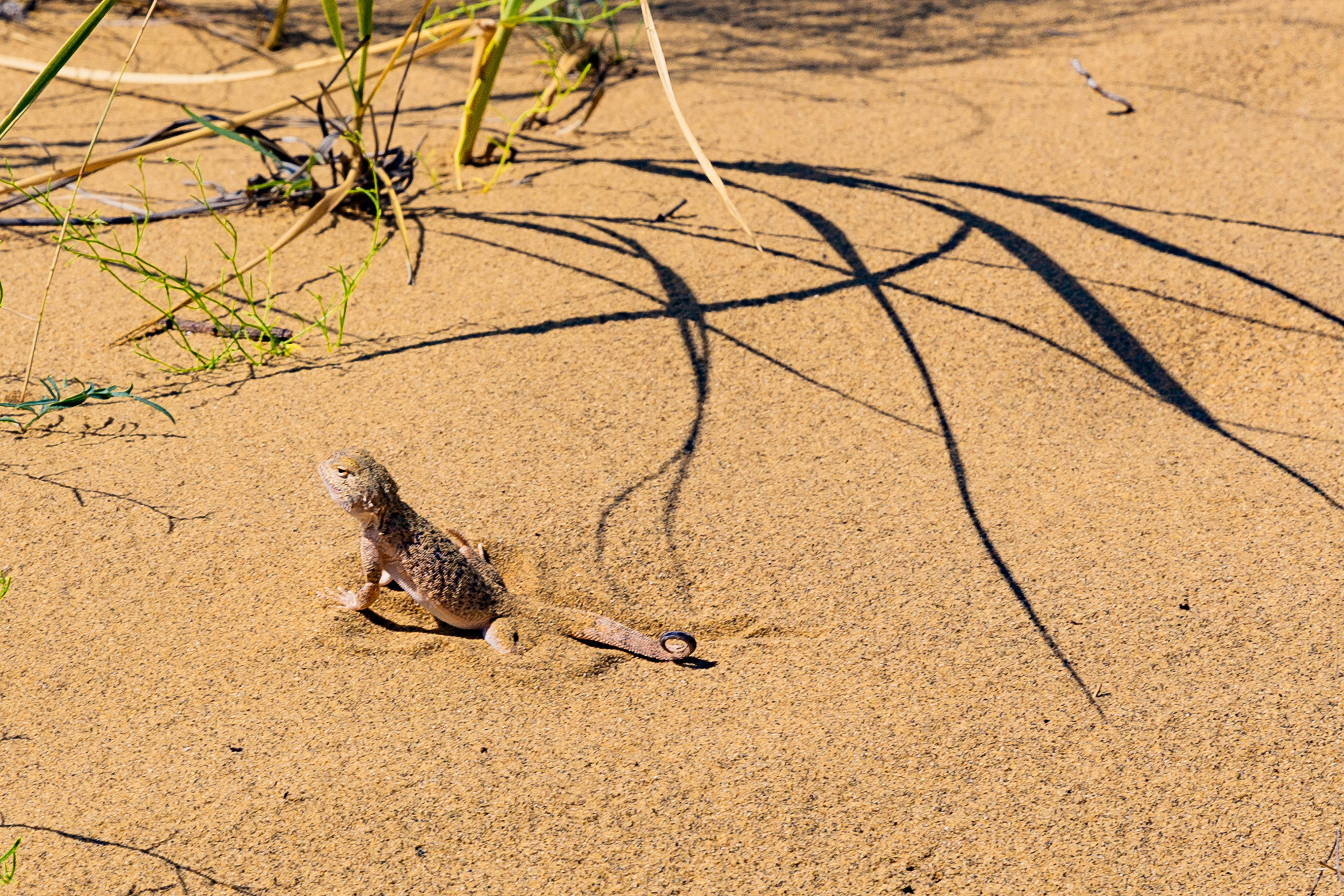 2022 — Дагестан. OneSnap