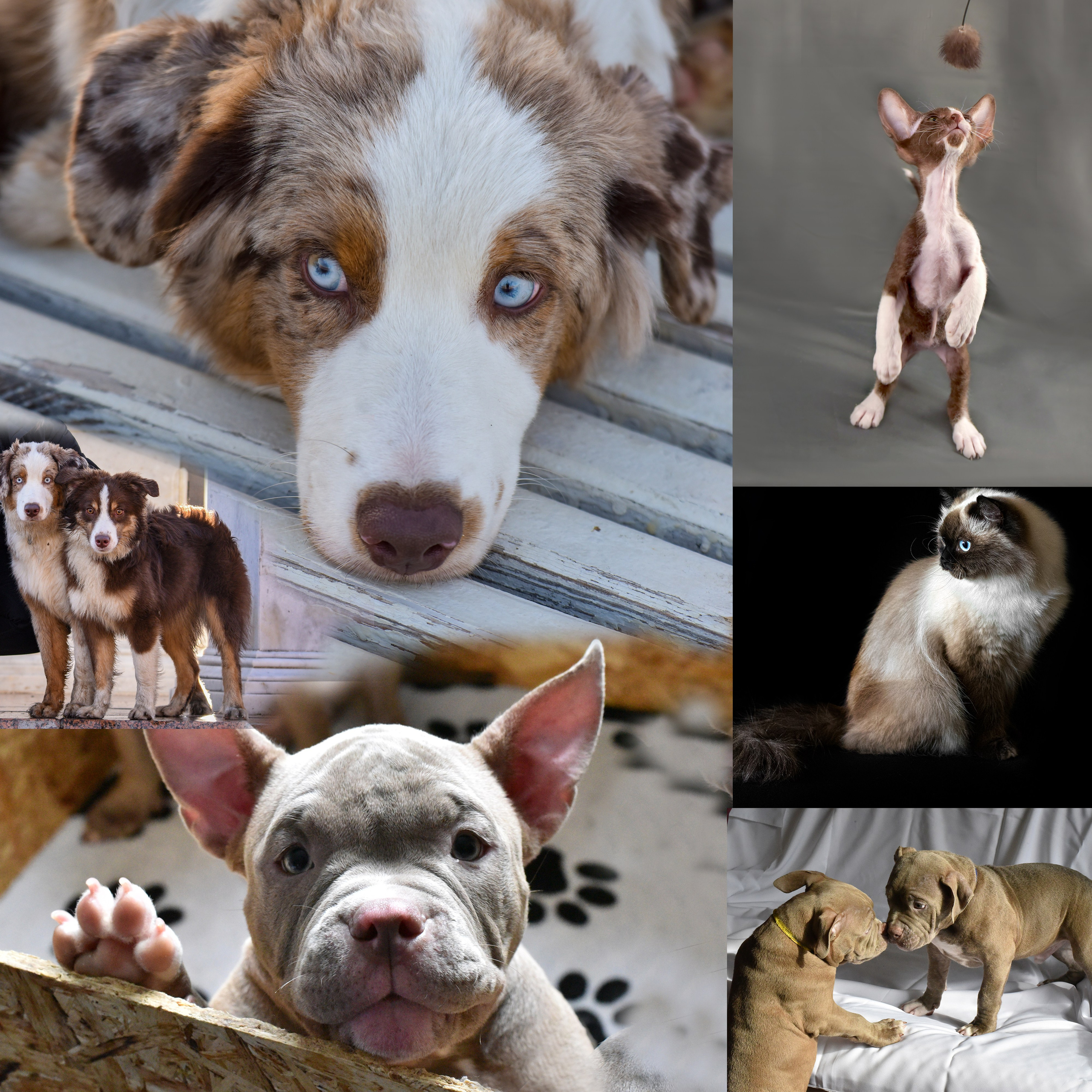 фотографии собак.Кошка на черном фоне.Щенок ,выглядывающий из коробки