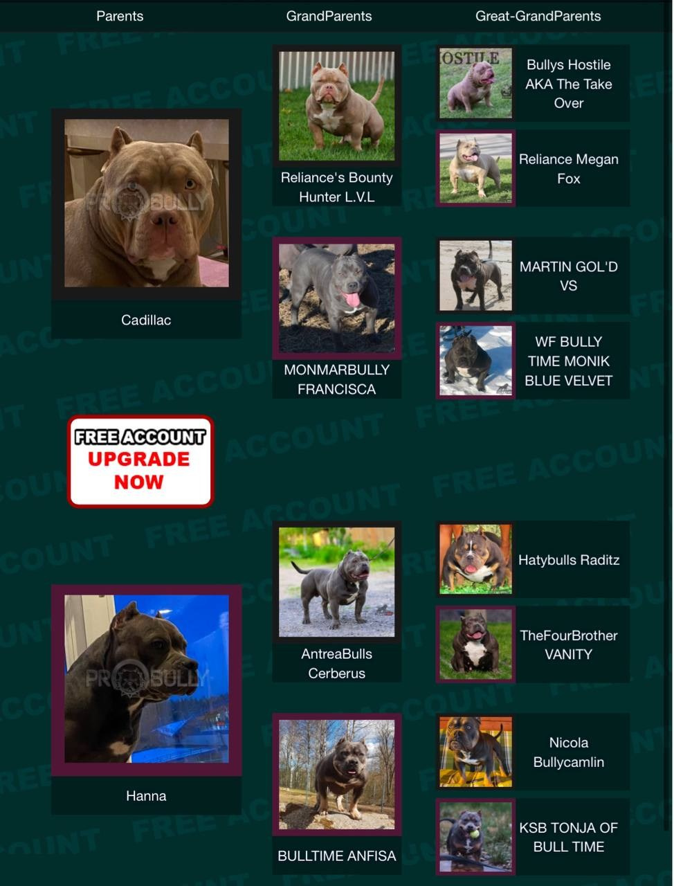 Родословная Мия. Питомник американских булли Bounty Pride Bully