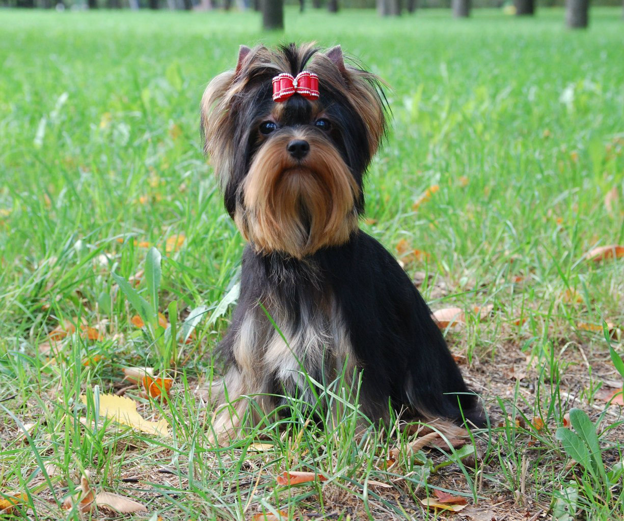 Дэнстайл Алиса. Питомник Йоркширских терьеров Дэнстайл в Санкт-Петербурге заводчик Тих