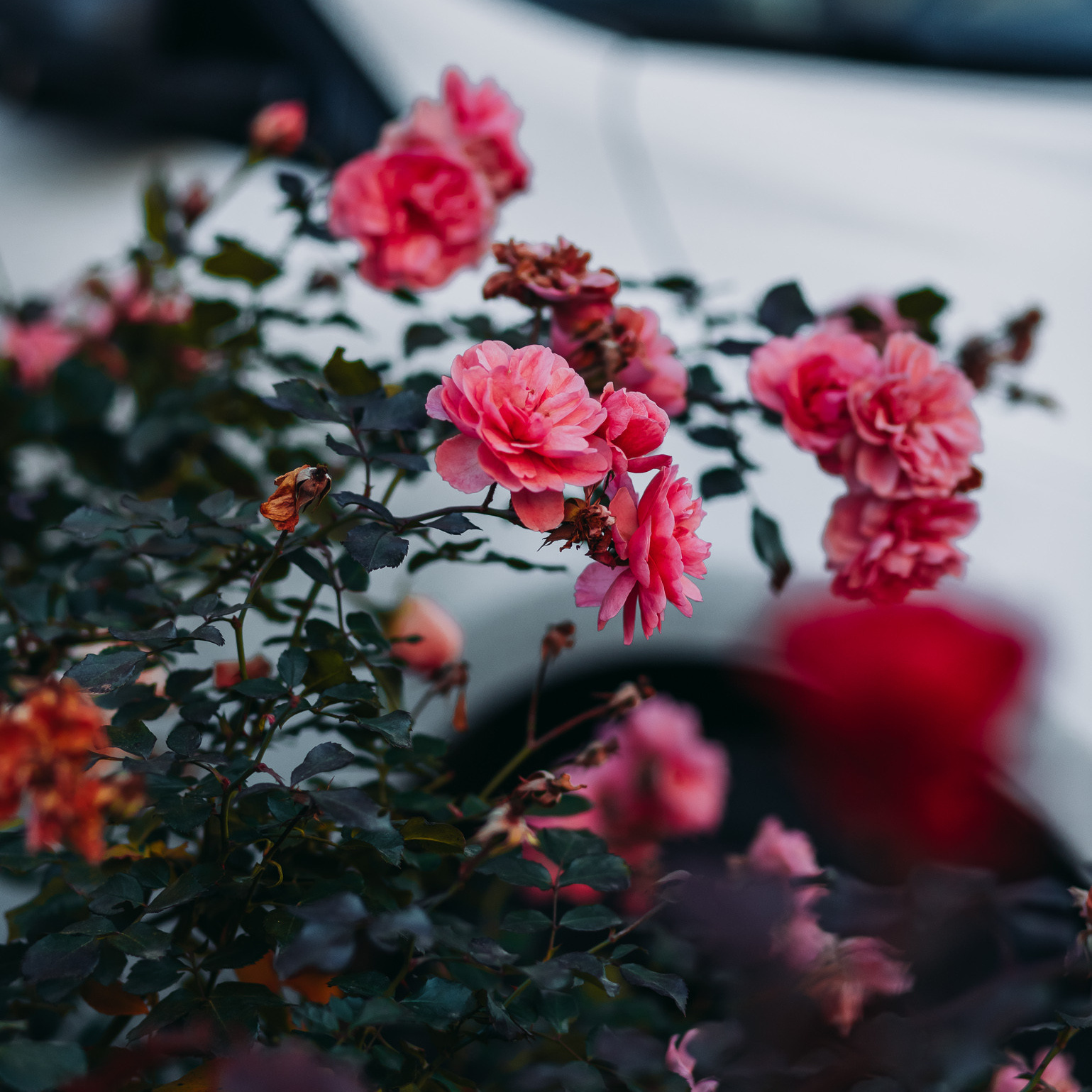 Стоимость. Портретный фотограф в Москве Анастасия Потёмкина