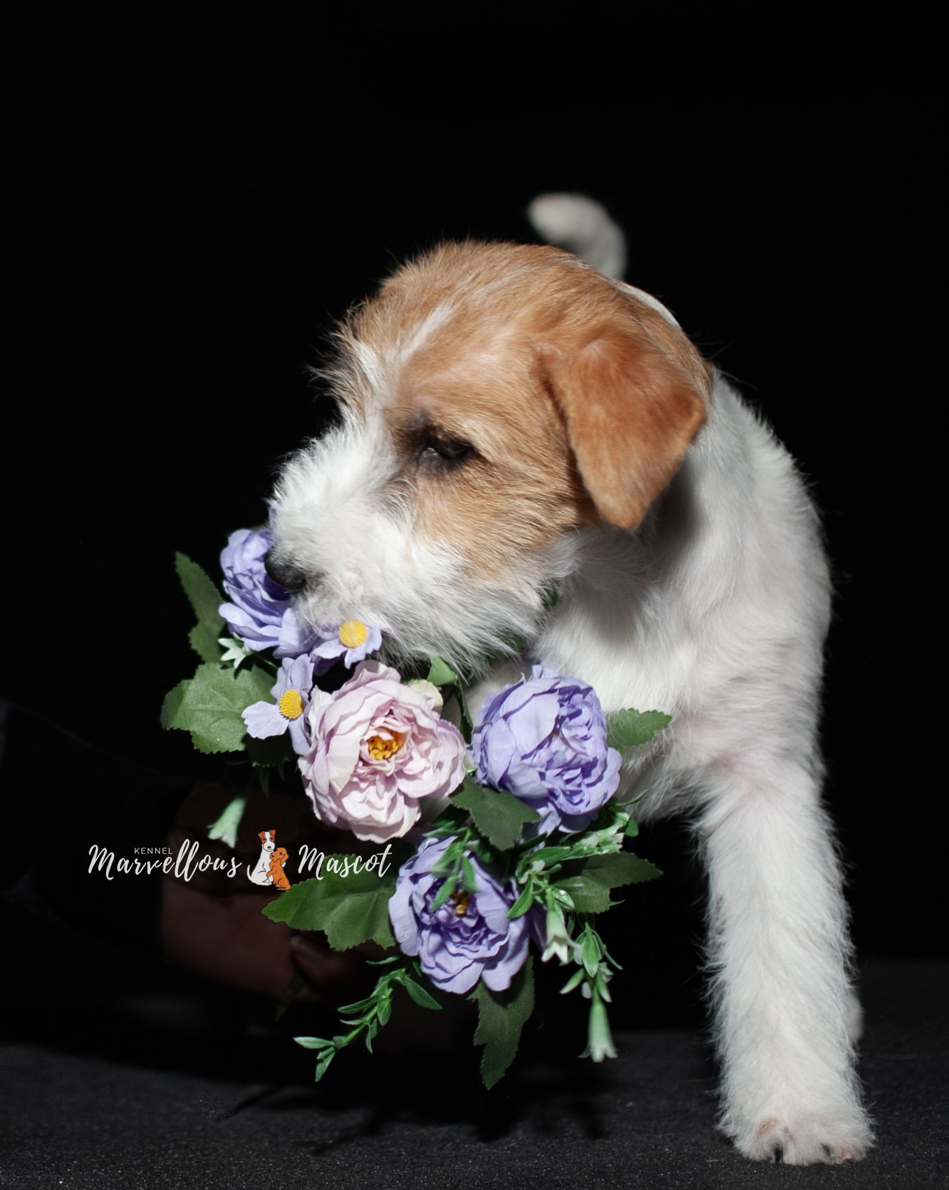 ЩЕНКИ ИЗ ДРУЖЕСТВЕННЫХ ПИТОМНИКОВ. CANE MAESTRO — kennel Jack Russell Terrier