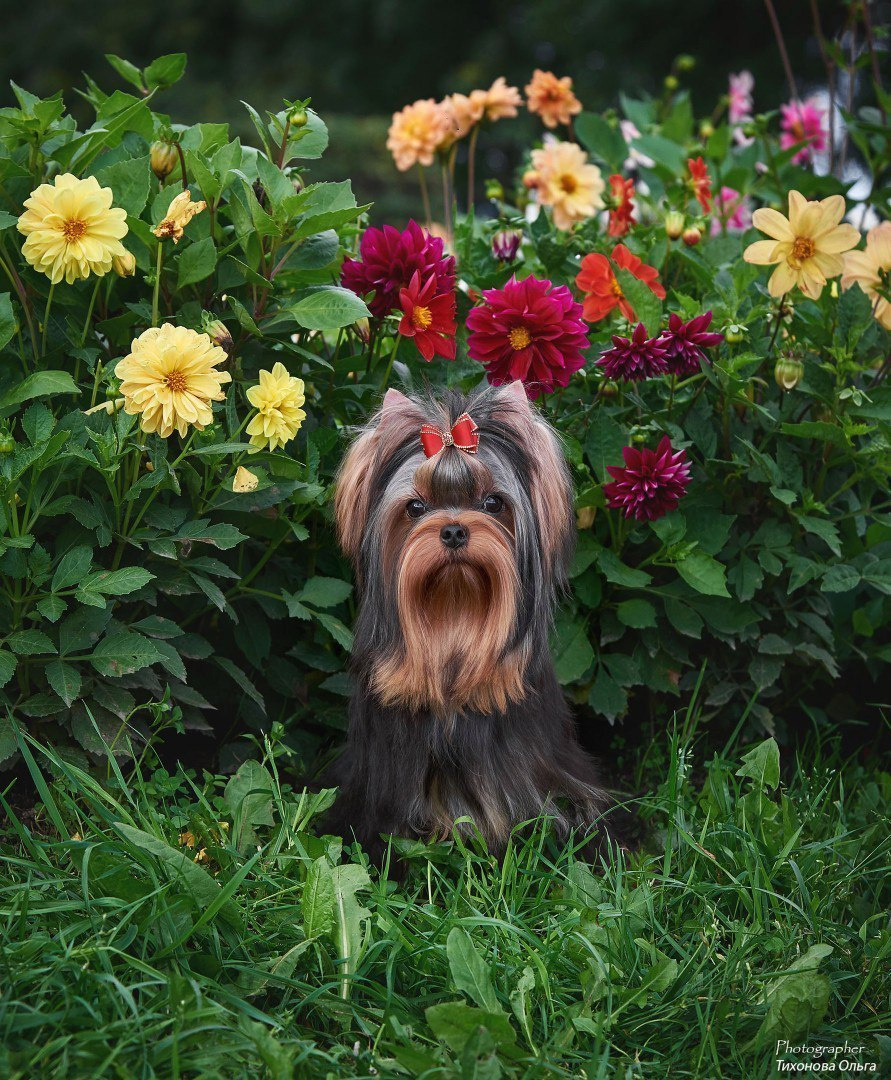 Дэнстайл Санта Лучия. Питомник Йоркширских терьеров Дэнстайл в Санкт-Петербурге заводчик Тих