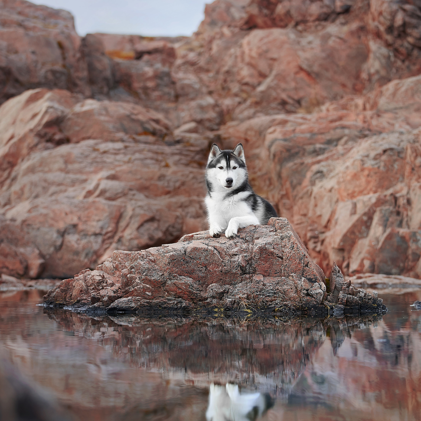 Кольский п-в, сентябрь 2019. ФОТОГРАФ-АНИМАЛИСТ l LANA POLYAKOVA