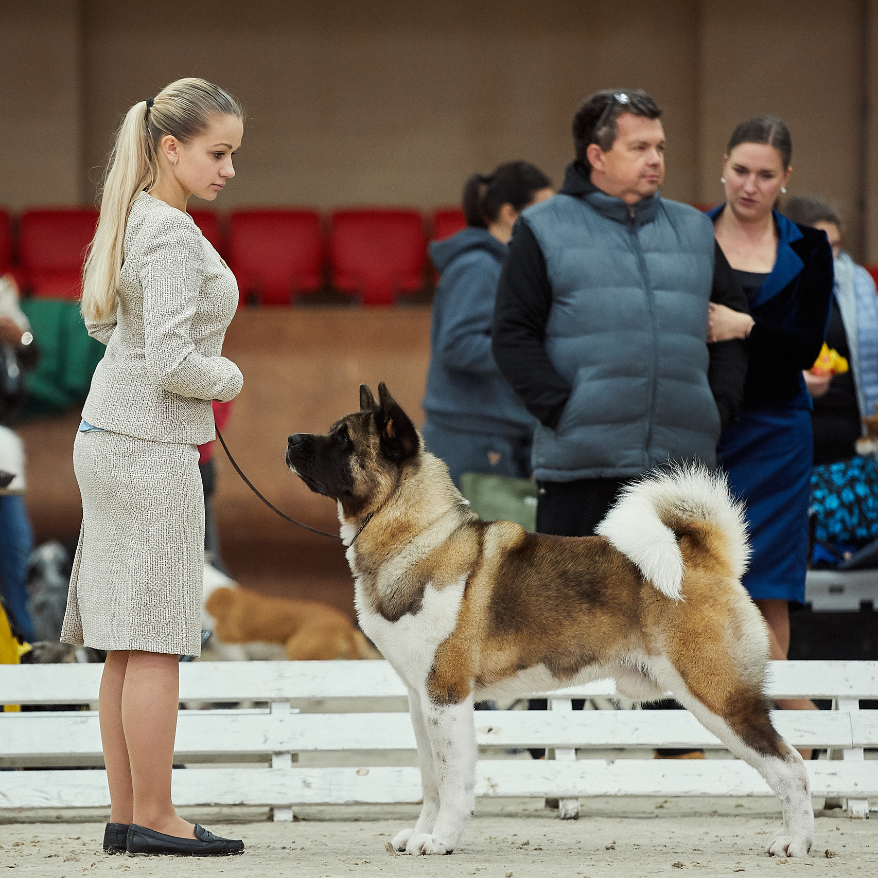 AMERICAN AKITA RUBYLIGHT KENNEL I SHIBA-INU