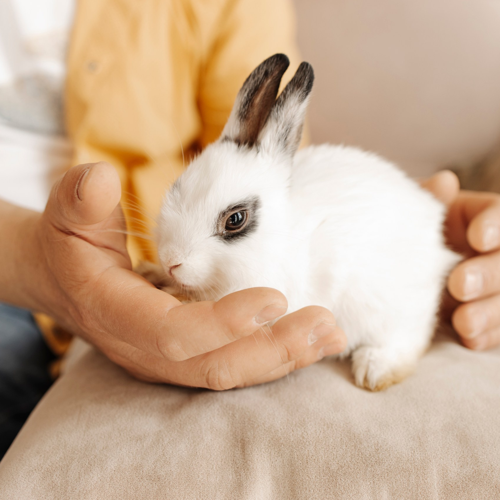 Самоед Новосибирск