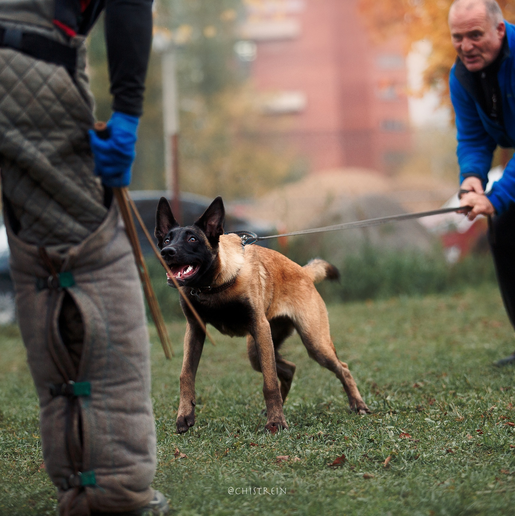 Услуги. Фотограф-анималист Наталия Чистюхина в г. Сосновый Бор и ЛО