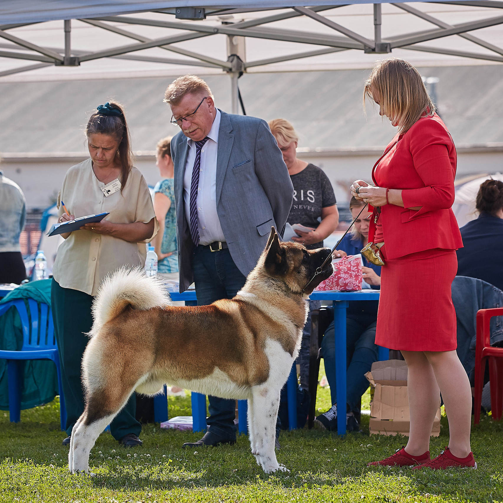 AMERICAN AKITA RUBYLIGHT KENNEL I SHIBA-INU