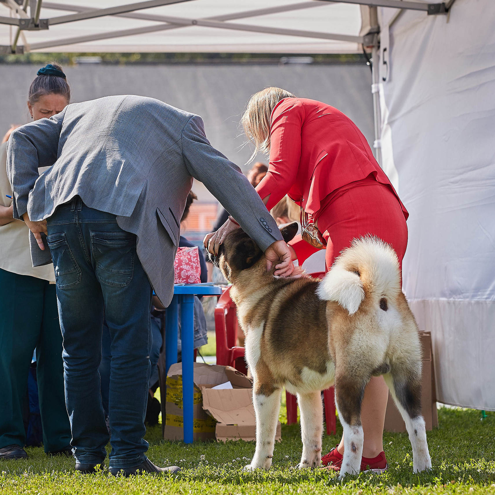 Новости питомника RUBYLIGHT, американская акита и сиба-ину. Американская акита I Сиба ину I Питомник RUBYLIGHT