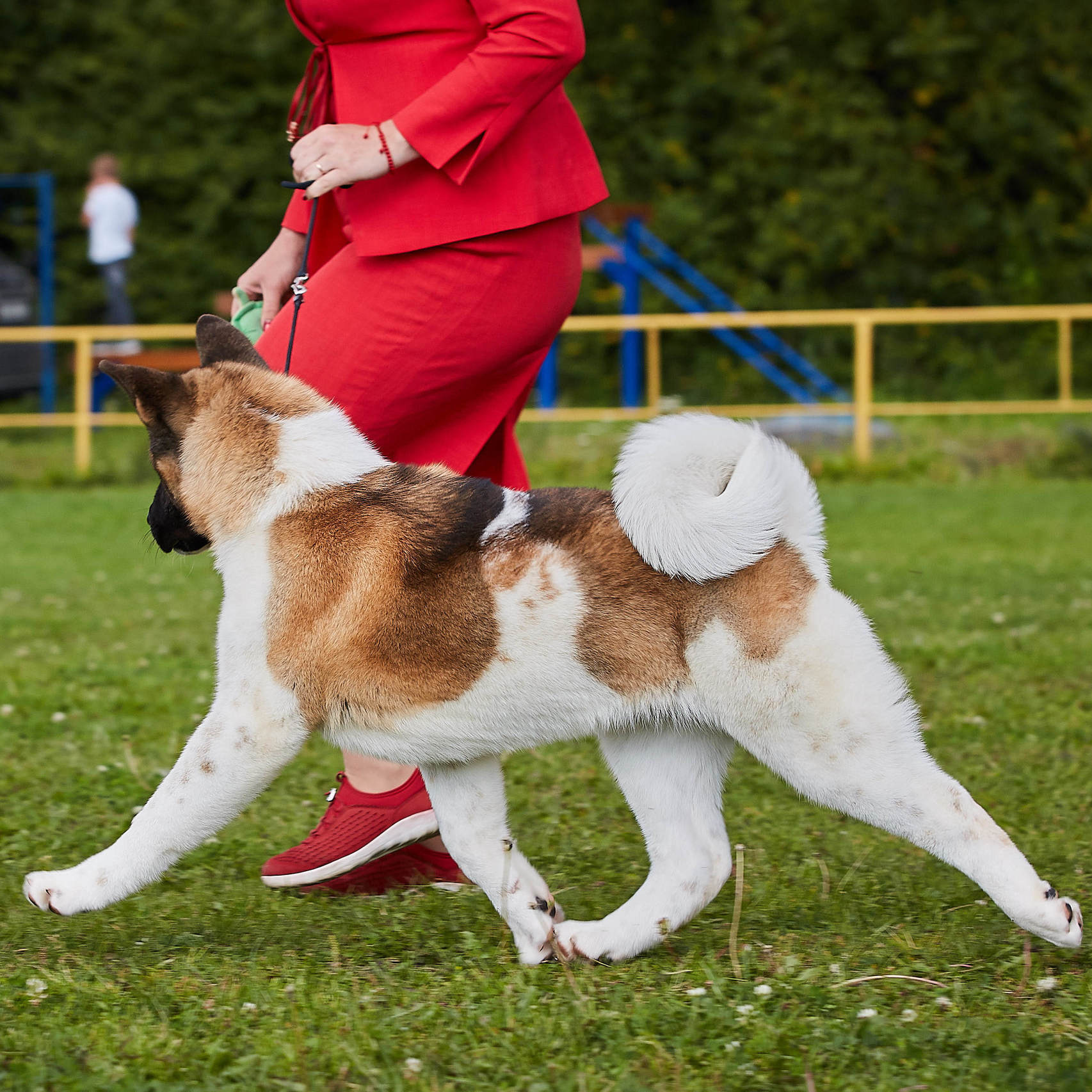 AMERICAN AKITA RUBYLIGHT KENNEL I SHIBA-INU