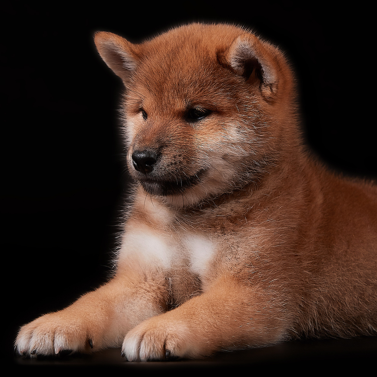 сиба щенки купить Санкт-Петербург питомники
