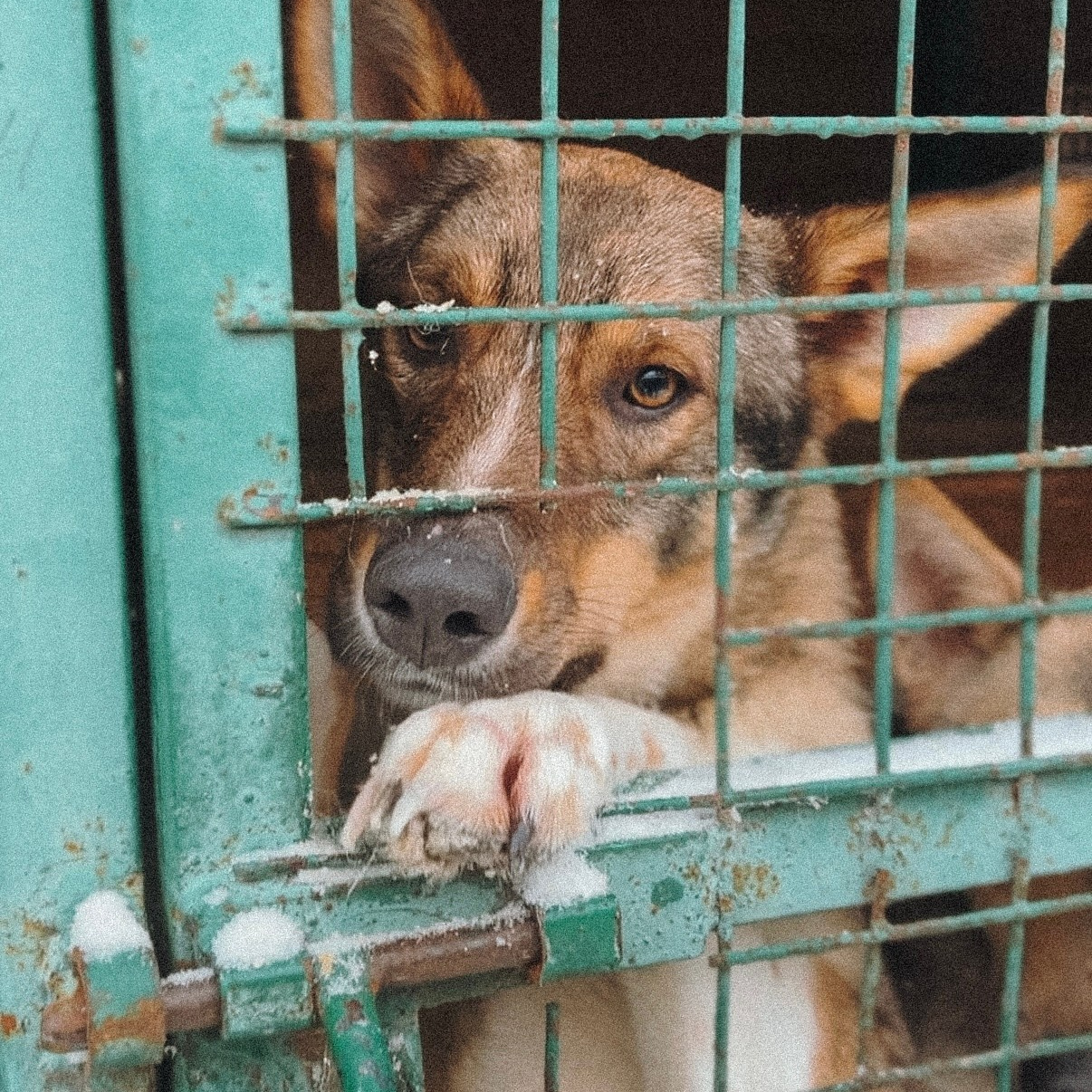 Забери домой друга