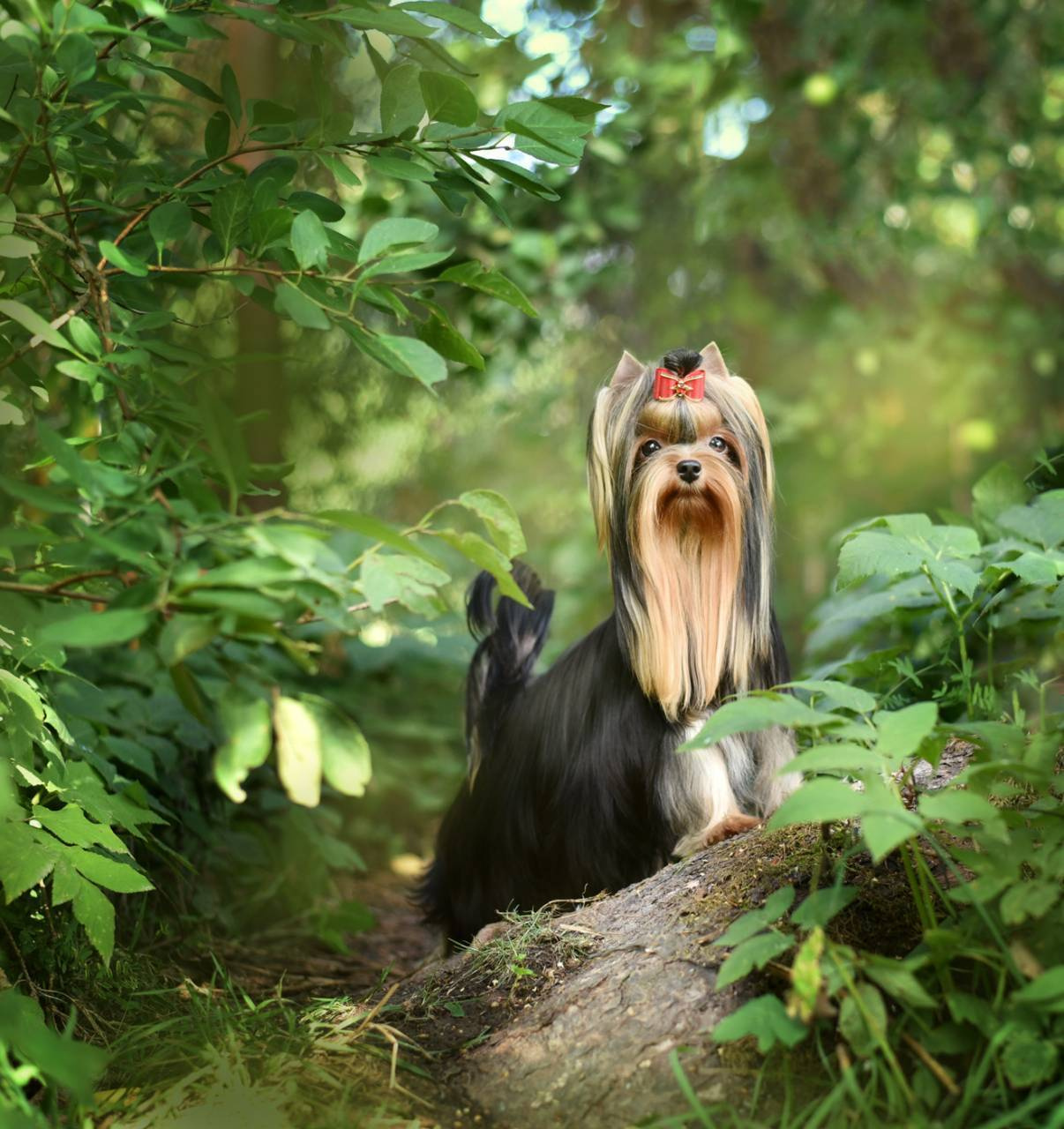 ДЭНСТАЙЛ МИЛИАННА. Питомник Йоркширских терьеров Дэнстайл в Санкт-Петербурге заводчик Тих