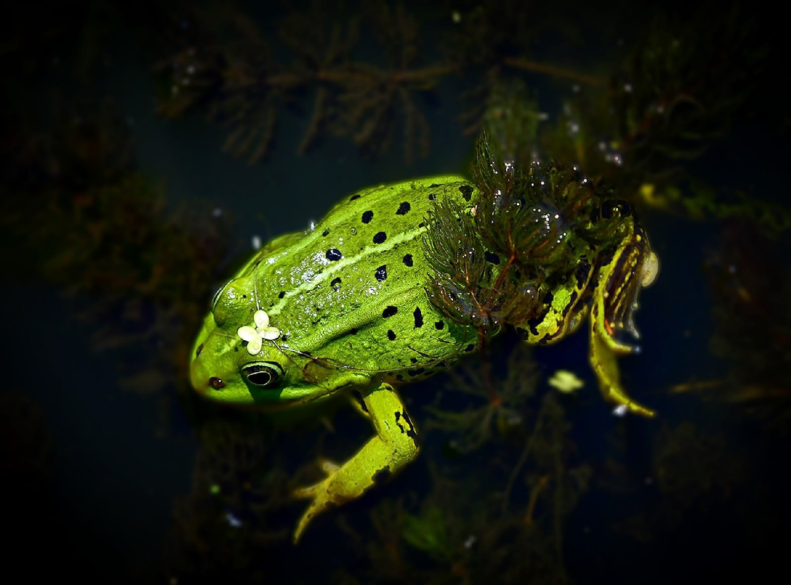 Фотоохота. Фотографии Лены Соколовой