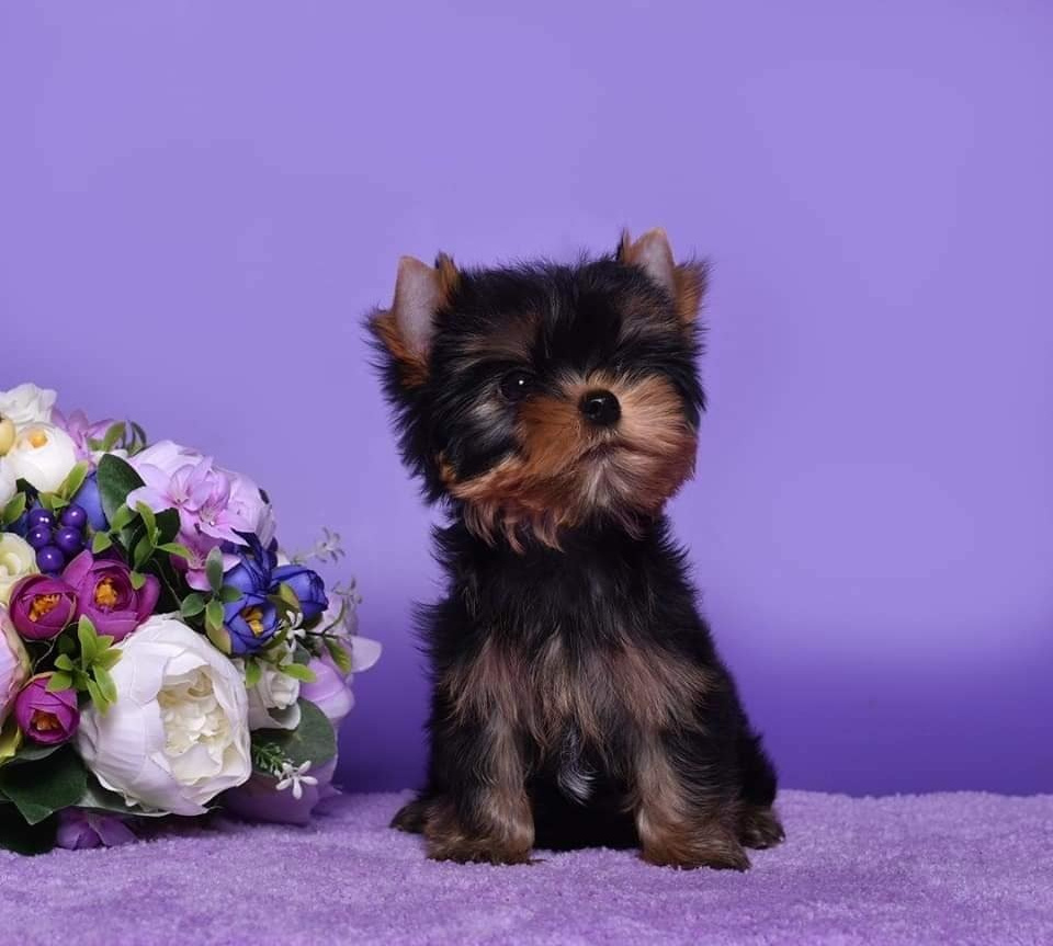 Кобель /Males. Питомник Йоркширских терьеров Дэнстайл в Санкт-Петербурге заводчик Тих